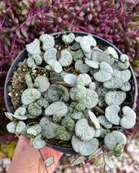 Image result for Ceropegia stenifolia
