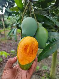 Amrapali Mango (10 kg) 3