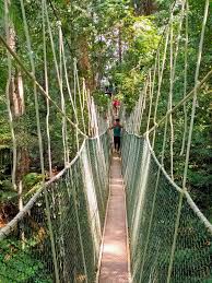Morning at kuala taham looking across to taman negara national park. Taman Negara Pahang Malaysia Taman Negara Reopen Tomorrow 23 Oct 2020 With Additional Sop Canopy Walkways Closing Day Change From Friday To Every Wednesday More Information Visit Www Tamannegaratravel Com Tamannegara Facebook