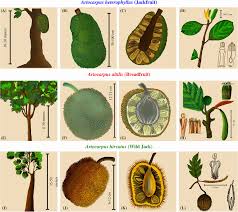 Image result for Artocarpus heterophyllus