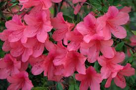 I have a goat and they are adorable creatures! Rhododendron Poisoning In Cats Symptoms Causes Diagnosis Treatment Recovery Management Cost