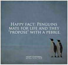 Penguins Mate For Life And Propose With A Pebble Penguins Happy Facts Love Advice