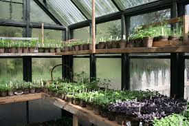 Best 25 Greenhouse Interiors Ideas On Pinterest Greenhouses Greenhouse Ideas And Victorian Potting Ben Avec Images Cabane Jardin Bricolage De Jardin Jardinage En Serre