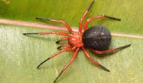 Eight small eyes grouped in a cluster. Red And Black Spider Biodiversity Of The Western Volcanic Plains