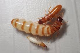 シロアリの女王を徹底解説！知られざる生活に迫る｜シロアリ1番！