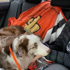 She is still eating and drinking, but she seems to be out of breath at all times and is constantly panting. Weratedogs On Twitter This Is Jax He S Been Diagnosed With Lymphoma At Just 3 Years Old Without Treatment He Only Has A Few Months Jax Is Participating In A Clinical Trial To