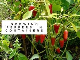 Cross pollinating vegetables store the seeds on a moist paper towel in a closed container and put it on a warm surface (i used my. Hot Or Sweet You Can Grow Peppers In Containers Gardening Channel