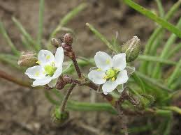 Image result for Spergula