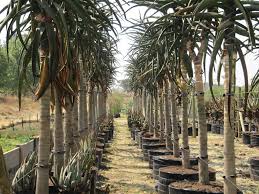 Image result for Aloidendron barberae