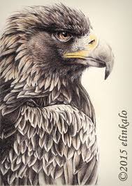 Majestic Eagle Bird Artwork Eagle Art Eagle Drawing