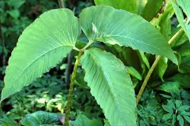 Image result for Arisaema