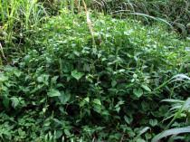 Image result for Justicia flava