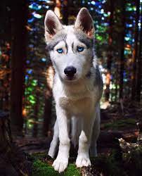 Perfection Petit Loup Francais Siberianhusky Husky Husky Breeds Siberian Husky