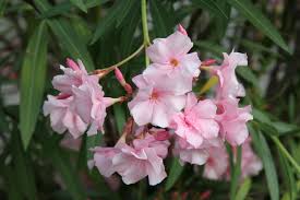 Wie bereite ich den oleander für die überwinterung vor und was sollte ich beim ausbringen der pflanzen im frühjahr beachten? Oleander Schneiden So Geht Es Richtig Obi