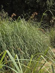 Image result for Cladium mariscus