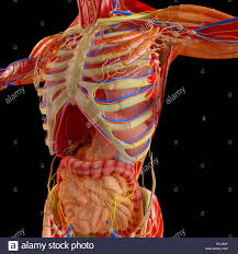 human body muscular system digestive system anatomy