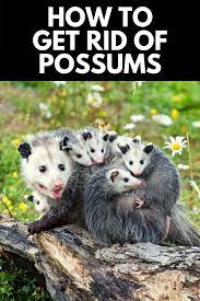 How To Get Rid Of Possums In Your Backyard For Good 2021 Getting Rid Of Raccoons Possum Animals