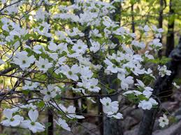 If you are hoping for flowers from this plant, you may have to wait up to 30 years to see it. Cornus Florida Wikipedia