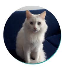 Evren, my turkish angora kitten with heterochromia. Turkish Angora Cat Breeds Breed Information Mad Paws