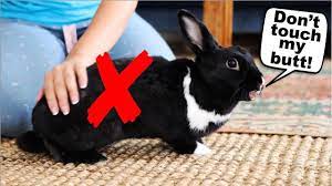 Pin On Rabbit