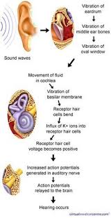Bio446l Lecture Exam 2 Ear Anatomy Anatomy And Physiology Human Anatomy And Physiology