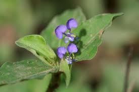 Image result for Commelina nyasensis