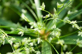 Image result for Cyperus pustulatus