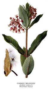 Ashleyfern Milkweed Plant Botanical Illustration Vintage Botanical Flowers
