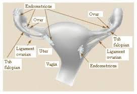 Daca e chist trebuie supravegheat foarte atent. VibraÅ£ia VindecÄrii Endometrioza Boala Neiubirii Si A Neimplinirii De Sine La Femei