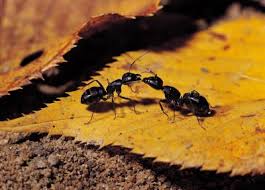 Weed & pest control supplies. The Best Time To Spread Ant Killer