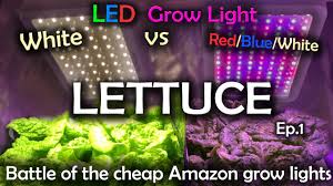 Check spelling or type a new query. White Led Vs Red Blue White Led Grow Test W Time Lapse Lettuce Ep 1 Youtube