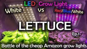 We did not find results for: White Led Vs Red Blue White Led Grow Test W Time Lapse Lettuce Ep 1 Youtube