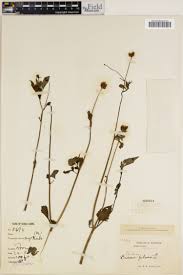 Image result for Vernonia gerberiformis