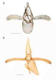 Image result for Scrobipalpula diffluella