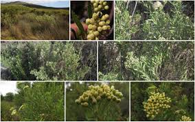 Image result for Nidorella ivifolia