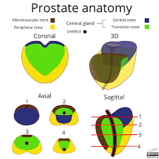 Image result for Prostate Anatomy