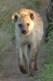 Pin By Classic Escapes On Safari Tanzania African Animals Animals Amazing Animals Wild