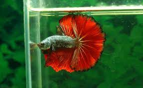 The kuhli loach (pangio kuhlii/semicincta), also known as the coolie loach, is a longtime favorite for the community and planted aquarium. 11 Compatible Betta Fish Tank Mates Complete List