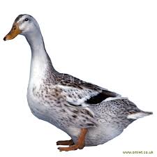 A very nice appleyard drake photo courtesy of matt stillman. Appleyard Enten Rassen Information Omlet