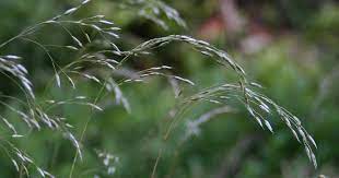 Deschampsia flexuosa — id 26011 symbol key defl common name wavy hairgrass family poaceae category monocot division magnoliophyta us nativity native to u.s. Draht Schmiele Deschampsia Flexuosa Beschreibung Steckbrief Systematik
