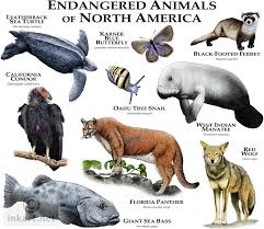 Endangered Species Of North America North American Animals Endangered Animals American Animals