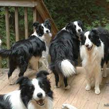 Selecting And Training A Border Collie Puppy Collie Puppies Border Collie Puppies Border Collie Training