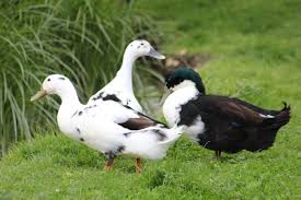 Today Is What I Call Duck Weather In Dorset Sunshine For Snoozing Rain For Swimming In The Pond The Fsf Ducks Love It Duck House Goose House Duck