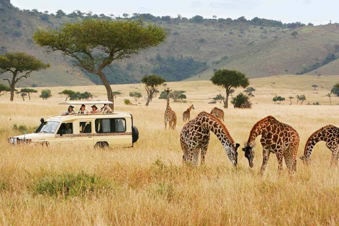 Tourist Economy: The Impact of Safari in Developing African Countries – Berkeley Economic Review