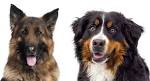 Bernese Mountain Dog German Shepherd Mix: A Complete Guide