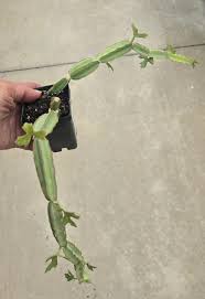 Image result for Cissus quadrangularis