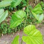 Image result for Cissus petiolata