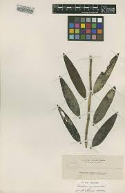 Image result for Platycoryne buchananiana