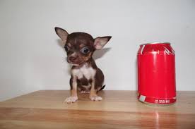 Teacup Chihuahua 8 Facts About These Adorable Mini Chi Chi Dog Breeds