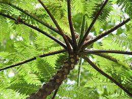 Image result for Cyathea